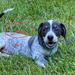 Dachshund Puppies from TLC Mini Dachshunds