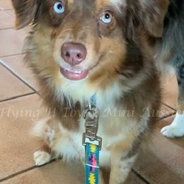 Miniature Australian Shepherds and Toy Australian Shepherds from Flying H Toy and Mini Aussies