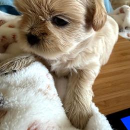 Sky Blue - Sable and white male Shih Tzu puppy in Yorba Linda, California from AKC Registered Purebred Shihtzus