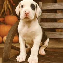Puppy 3 - Harlequin male Great Dane puppy in Ocala, Florida from Oak Haven Great Danes