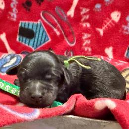 Ezra- Green collar - Black male Goldendoodle puppy in Van Buren, Missouri from Jami’s Goldendoodles & Poodles