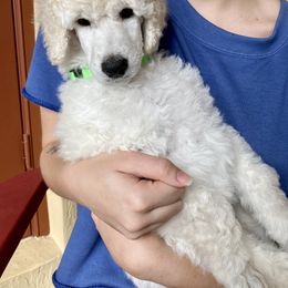 Poodle Puppies from Topsail Breeders