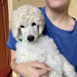 Poodle Puppies from Topsail Breeders
