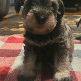 Apollo - Salt and pepper male Miniature Schnauzer puppy in Dozier, Alabama from The Bearded Lady Miniature Schnauzers