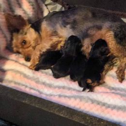 Yorkshire Terrier Puppies from Blue Belle Baby Yorkies