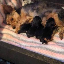 Yorkshire Terrier Puppies from Blue Belle Baby Yorkies