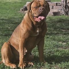 Dogues de Bordeaux and French Bulldogs from Amore Kennel