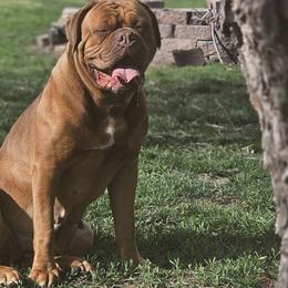 Dogues de Bordeaux and French Bulldogs from Amore Kennel