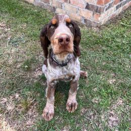 Rosie - Tri-Roan female English Springer Spaniel puppy in Wilmer, Alabama from South Delta Springers