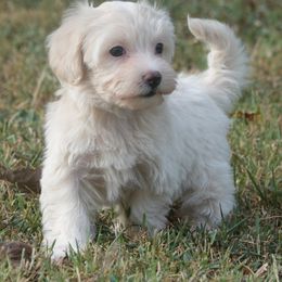 Lexi - Cream female Maltipoo puppy in Lebanon, Kentucky from Mosaic Merle Doodles