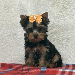 Holly TEACUP - Blue and gold female Yorkshire Terrier puppy in Monticello, Iowa from Ashley’s Puppies