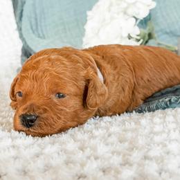 1st Pick (Sprout) - Red male Cavapoo puppy in Marquand, Missouri from Perfectly Playful Doodles