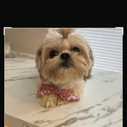 Lucy - Shih Tzu