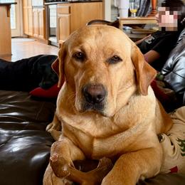 Charlotte - Labrador Retriever