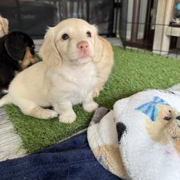 Reserved - Cream female Dachshund puppy in Erie, Pennsylvania from SWEET HONEY MINI DOXXIES