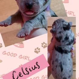 CELSIUS - Merle female Great Dane puppy in Wellsville, New York from Prophecy Danes