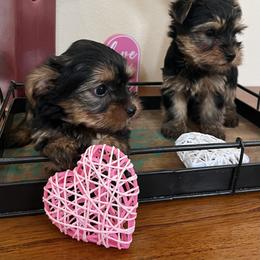 Yorkshire Terrier puppies from Lisa’s Little Yorkies