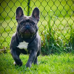 Prince - French Bulldog