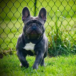 Prince - French Bulldog