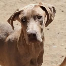 DJ - Brindle male Great Dane puppy in Cunningham, Kansas from Garden Grove Great Danes