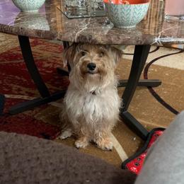 Toby - Tan male Morkie puppy in Mount Dora, Florida from Smart Farms