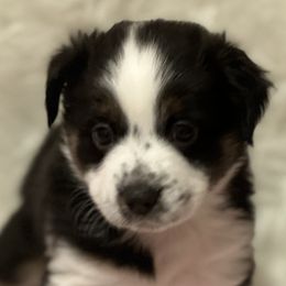Girl 5 - Black tri Miniature Australian Shepherd puppy in Corydon, Indiana from Arbuckle’s Lookin Good Aussies (LGA)