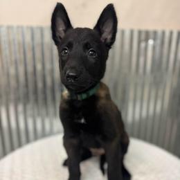 Green Collar - Black sable male Belgian Malinois puppy in Muskegon, Michigan from Red Acres Working Line K9s