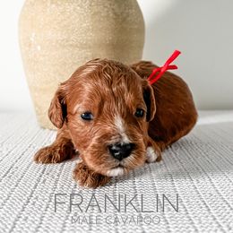 Bernedoodle and Cavapoo Puppies from Cariad Doodles