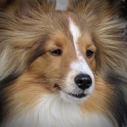 Shetland Sheepdog All Grown Up from Fox Point Farm Toy Shelties
