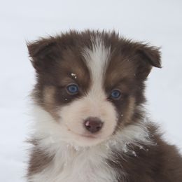 Border Collie, English Setter, and Miniature American Shepherd Puppies from First Harmony Farms