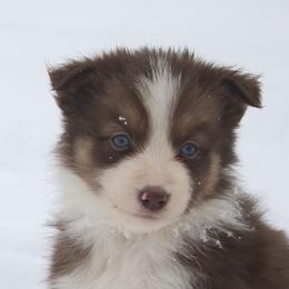 Border Collie, English Setter, and Miniature American Shepherd Puppies from First Harmony Farms