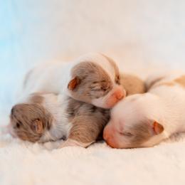 Chihuahua Puppies from Arizona Adventure Chihuahuas