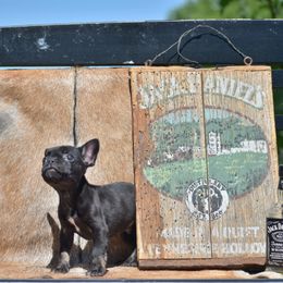 Boy 1 - Black and tan male French Bulldog puppy in Lewisburg, Tennessee from Boujie Bullies & Frenchie’s