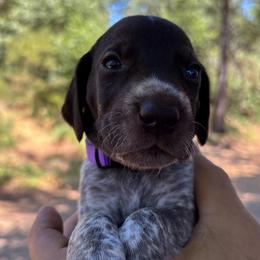 Chai - purple collar - Liver roan female German Shorthaired Pointer puppy in Mokelumne Hill, California from Underhill GSP