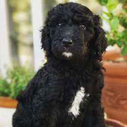 Goldendoodles from Dailey Doodles