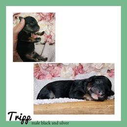 Tripp - Black and white male Schnoodle puppy in Lebanon, Missouri from Cedar Glades Canines