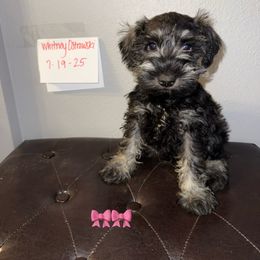 Miniature Schnauzer Puppies from Sissy’s Schnauzers