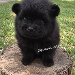 Nienna - Black female Pomeranian puppy in Boca Raton, Florida from Poms of The Shire