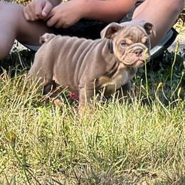 Russle with the green eyes - Lilac tri-color male Bulldog puppy in Seattle, Washington from mama Myra bulldogs