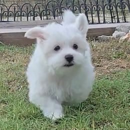 Beau - White male Maltese puppy in Aurora, Missouri from KnJ Precious Paws LLC