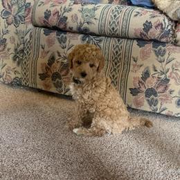 Bullet - Apricot male Goldendoodle puppy in Haddam, Kansas from Golden B Acres