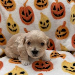 Apple - Cream female Maltipoo puppy in Mesa, Arizona from Marci's Maltipoos