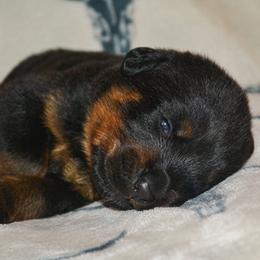 Boy 5 - Black and mahogany male Rottweiler puppy in Ethel, Washington from Titanenheim Rottweilers
