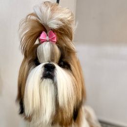 Flame - Shih Tzu