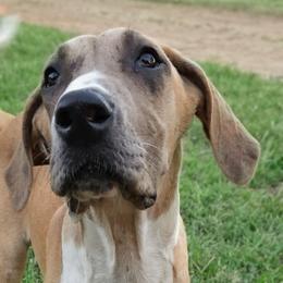 Aspen - Merle female Great Dane puppy in Cunningham, Kansas from Garden Grove Great Danes
