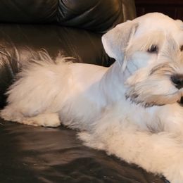 Miniature Schnauzers from SchnauzerVille