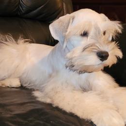 Miniature Schnauzers from SchnauzerVille