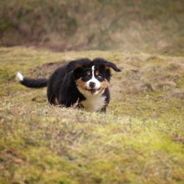 Bernese Mountain Dog Puppies from Joan Rogers