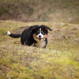 Bernese Mountain Dog Puppies from Joan Rogers