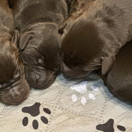 Aspen - Chocolate male Labrador Retriever puppy in Bandera, Texas from The Sugar & Spice Ranch Labrador Retrievers